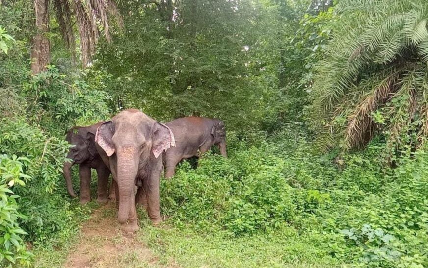 നിലമ്പൂരിൽ കാട്ടാന ആക്രമണം; 60-കാരന് പരിക്ക്