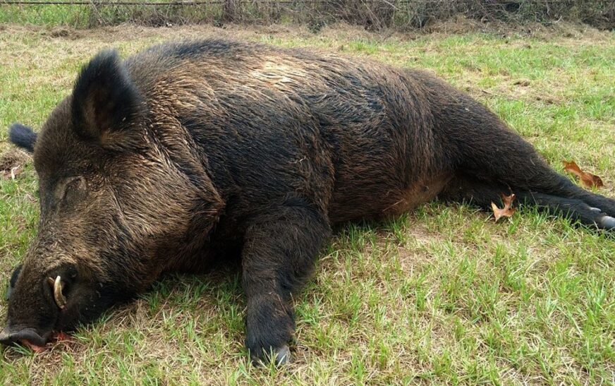 കണ്ണൂർ പാനൂരിൽ കർഷകനെ ആക്രമിച്ച് കൊലപ്പെടുത്തിയ കാട്ടുപന്നിയെ നാട്ടുകാർ തല്ലിക്കൊന്നു