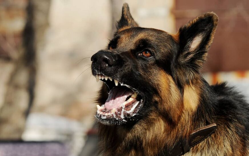 വാക്‌സിന്‍ എടുത്തശേഷവും പേവിഷബാധ; 7 വയസുകാരി ചികിത്സയില്‍