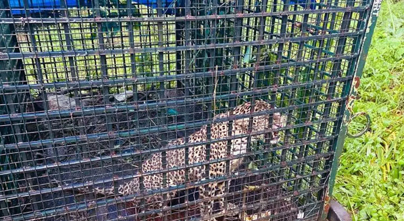 കാളികാവിൽ അടയ്ക്കാക്കുണ്ടിൽ കടുവയ്ക്കായി സ്ഥാപിച്ച കൂട്ടിൽ കുടുങ്ങിയത് പുലി