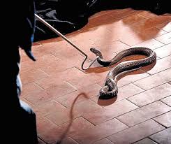 ഇനി അധ്യാപകരും പാമ്പുപിടിക്കണം; പരിശീലനം നൽകാൻ വനംവകുപ്പും