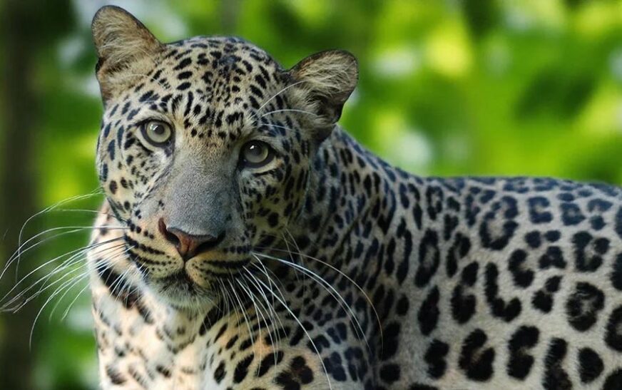 ചിക്കമംഗളൂരുവിൽ പുള്ളിപ്പുലിയുടെ ആക്രമണത്തിൽ 11 വയസ്സുകാരന് പരിക്ക്