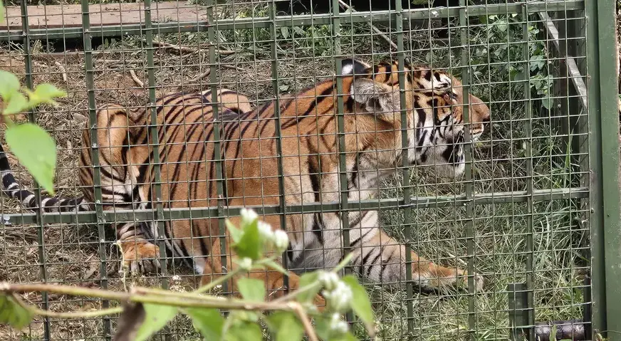 നിരവധി കന്നുകാലികളെ കൊന്ന കടുവ വനംവകുപ്പ് സ്ഥാപിച്ച കൂട്ടിൽ കുടുങ്ങി