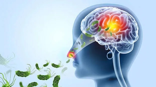 കേരളത്തിൽ വീണ്ടും അമീബിക് മസ്തിഷ്‌ക ജ്വരം സ്ഥിരീകരിച്ചു