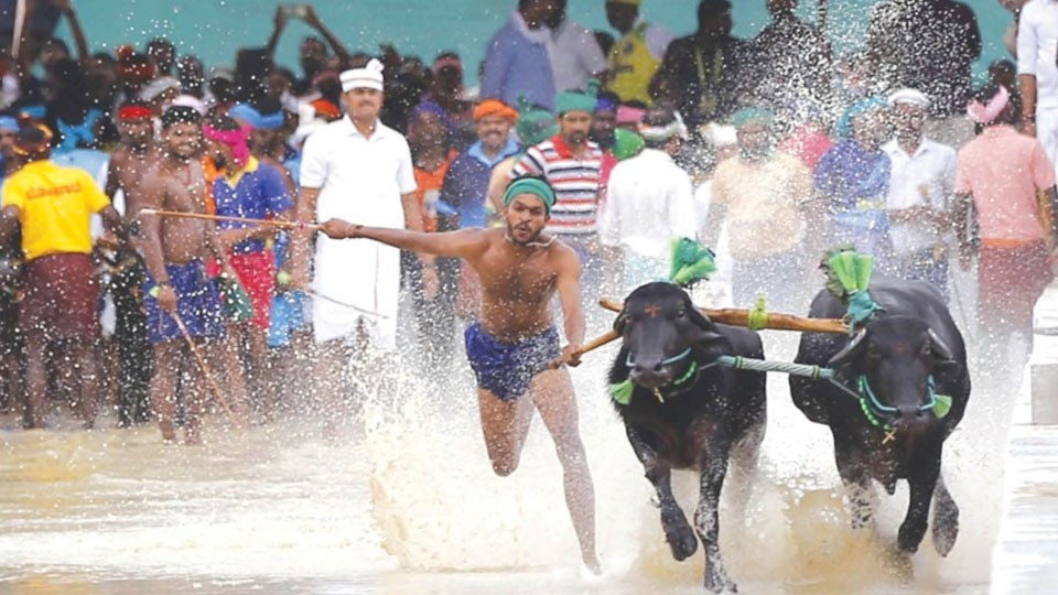 മൈസൂരു ദസറയ്ക്ക് പുതുമയായി കമ്പള; ദസറയ്ക്ക് മാറ്റുകൂട്ടാൻ ഇത്തവണ പോത്തോട്ട മത്സരവും